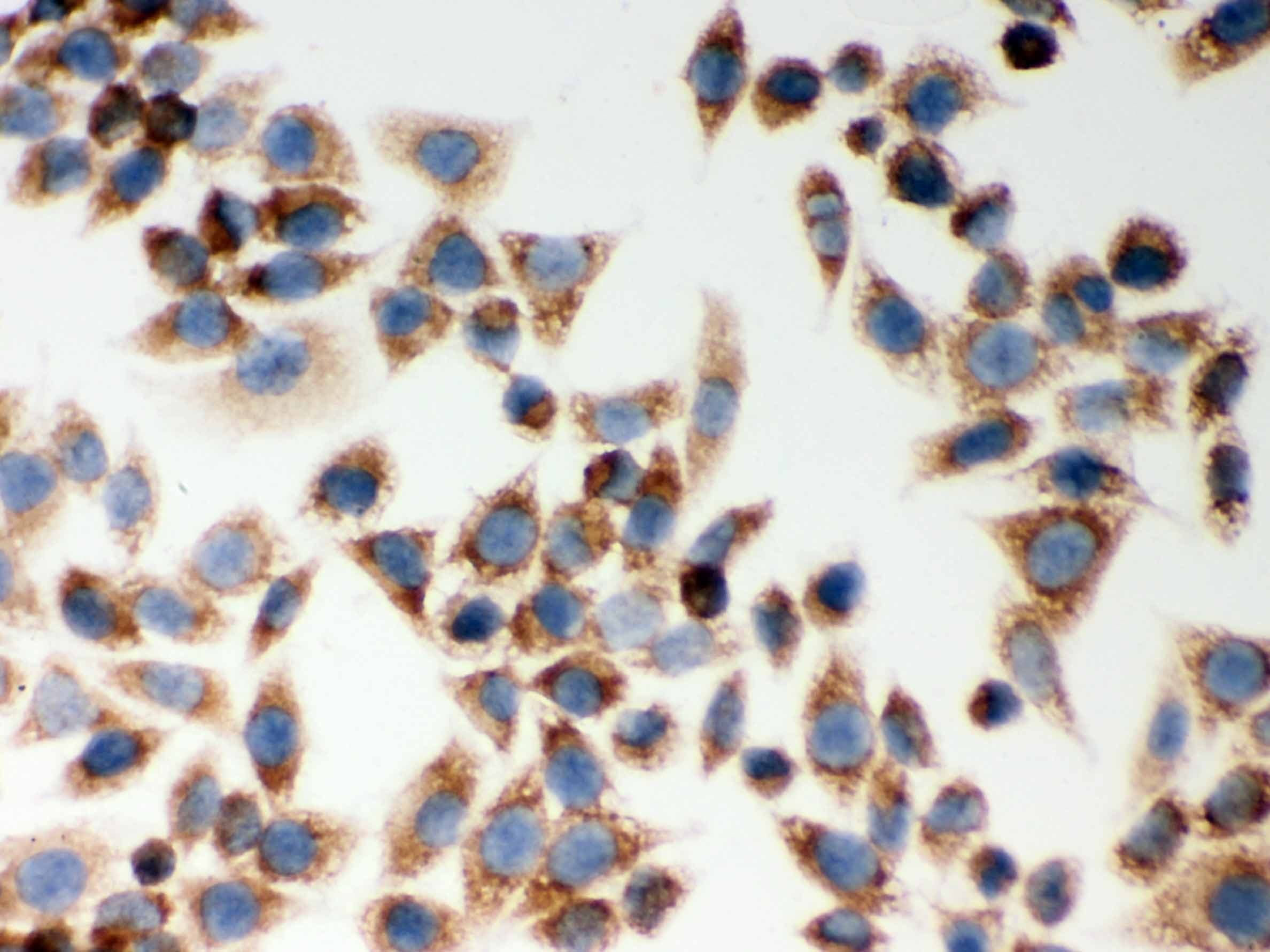 NOD1 Antibody (aa1-160)