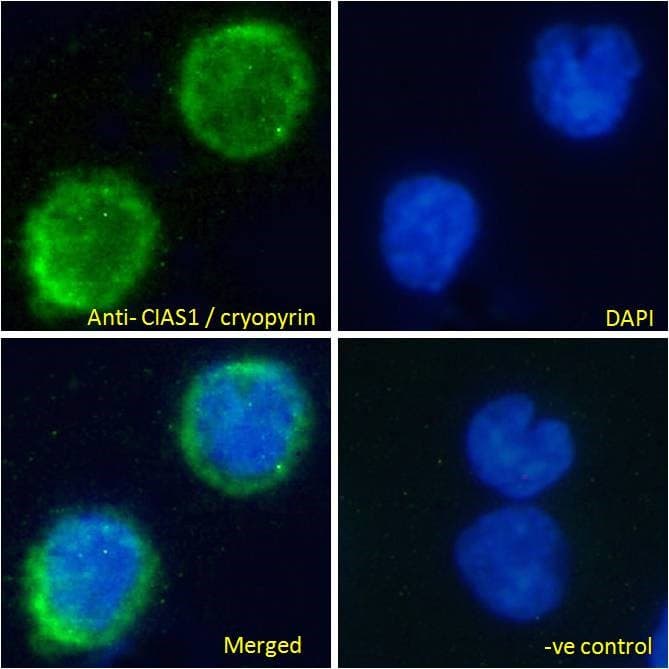 Polyclonal Goat anti-Human NALP3 / NLRP3 Antibody (C-Terminus, IHC, IF)