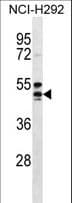 Polyclonal Rabbit anti-Human HCAR2 / NIACR1 Antibody (aa200-228, WB)