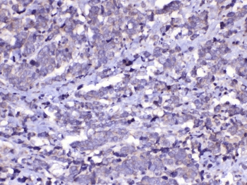 CDC20 Antibody