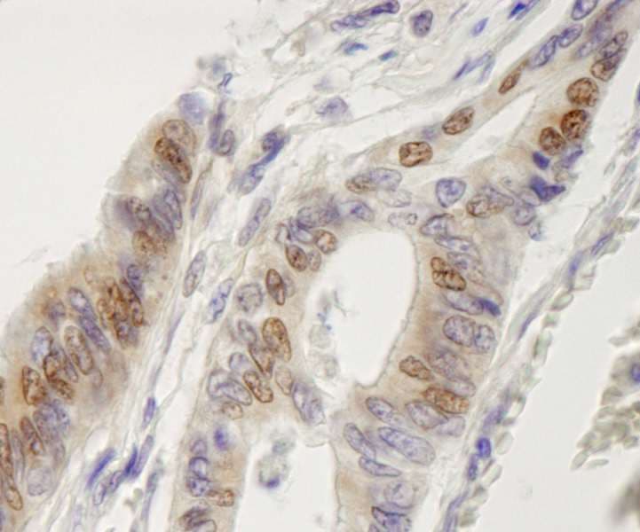 IRF3 Antibody (aa100-150)