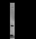Monoclonal Mouse anti-Human CREBBP / CREB Binding Protein Antibody (clone CBP5I001, IF, WB)