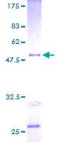 Human RAB30 Protein (Recombinant GST)