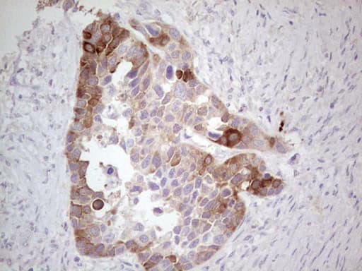 CDKL1 Antibody (aa152-357, clone OTI1H4, Carrier-free)