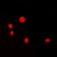 MYC / c-Myc Antibody (C-Terminus)