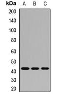 MBD2 Antibody