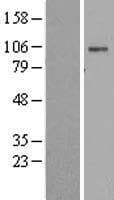 Human ATP1A2 Protein (Over-Expression Lysate Myc-DDK (Flag))