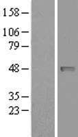 NAPE-PLD Protein (Over-Expression Lysate Myc-DDK (Flag))