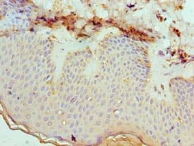 Polyclonal Rabbit anti-Human EFNB2 / Ephrin B2 Antibody (aa28-229, IHC, WB)