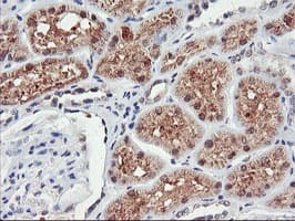 TIMP2 Antibody (clone OTI1B11, Carrier-free)