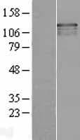 USP37 Protein (Over-Expression Lysate Myc-DDK (Flag))