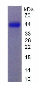 Rat CSPG5 / Neuroglycan C Protein (Recombinant His-T7)