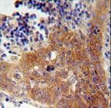 FBXW8 Antibody (aa270-299)