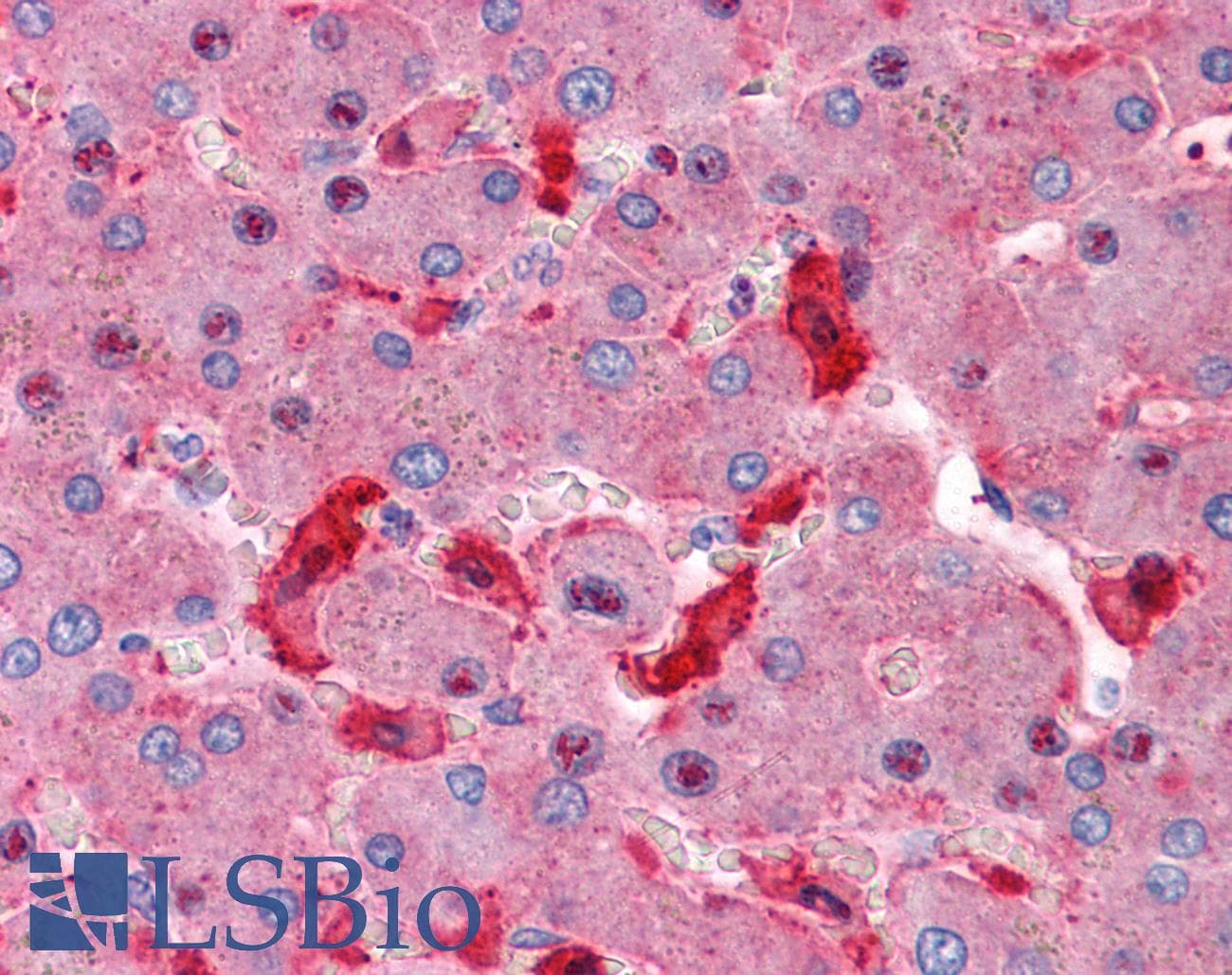 IHC-plus™ STX5 / Syntaxin 5 Antibody (clone 5A6)