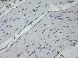 RPA2 / RFA2 / RPA34 Antibody (clone OTI3A12, Carrier-free)