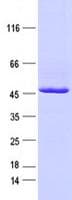 Human IDH2 Protein (Recombinant DDK,C-terminus)