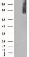 BRAF / B-Raf Antibody (clone OTI3E8)