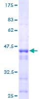 Human STK26 / MST4 Protein (Recombinant GST)
