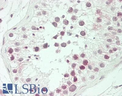 IHC-plus™ SPZ1 Antibody (aa111-160)