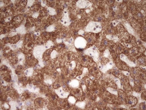 LRRC6 Antibody (clone OTI7E9, Carrier-free)