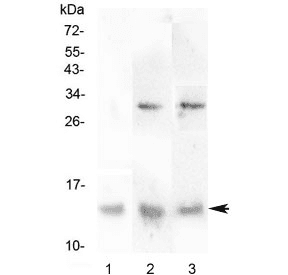 DDT / Dopamine Tautomerase Antibody