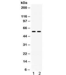 CD2 Antibody
