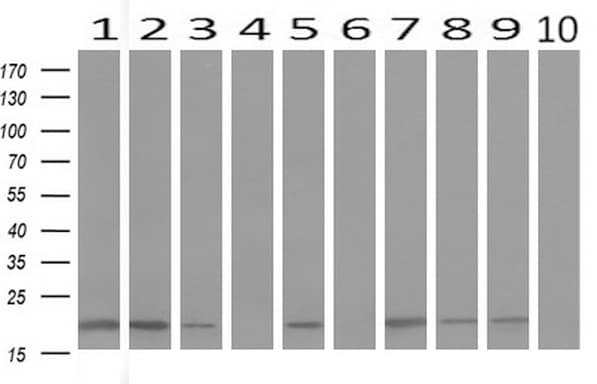 Monoclonal Mouse anti-Human BID Antibody (clone UMAB139, Carrier-free, IHC, WB)