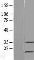 RNASE7 Protein (Over-Expression Lysate Myc-DDK (Flag))