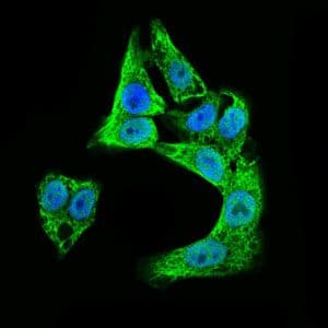 Monoclonal Mouse anti-Human DCX / Doublecortin Antibody (clone 2G5, Amino Acid: 362-411, IHC, IF, WB)