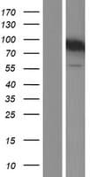 GIT2 Protein (Over-Expression Lysate Myc-DDK (Flag))