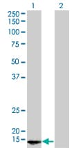 RPB16 / POLR2D Antibody (clone 1E4-A5)