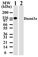 DNMT3A Antibody (clone 64B814.1)