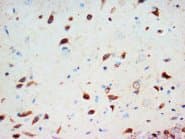 SCG3 / Secretogranin 3 Antibody (C-Terminus)
