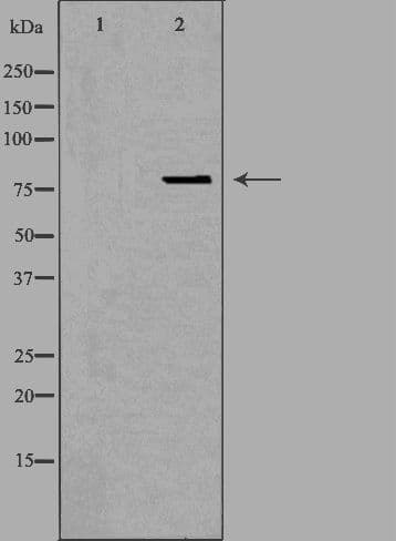 Polyclonal Rabbit anti-Human OGFR Antibody (IF, WB)
