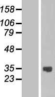 ASB13 Protein (Over-Expression Lysate Myc-DDK (Flag))