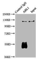ABL1 / c-ABL Antibody