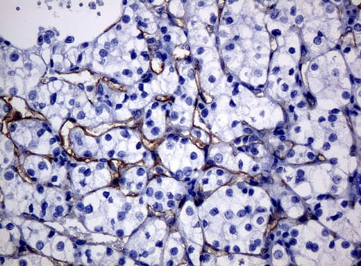 FOLH1 / PSMA Antibody (clone UMAB27, Carrier-free)