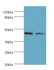 CHRFAM7A Antibody (aa1-150)