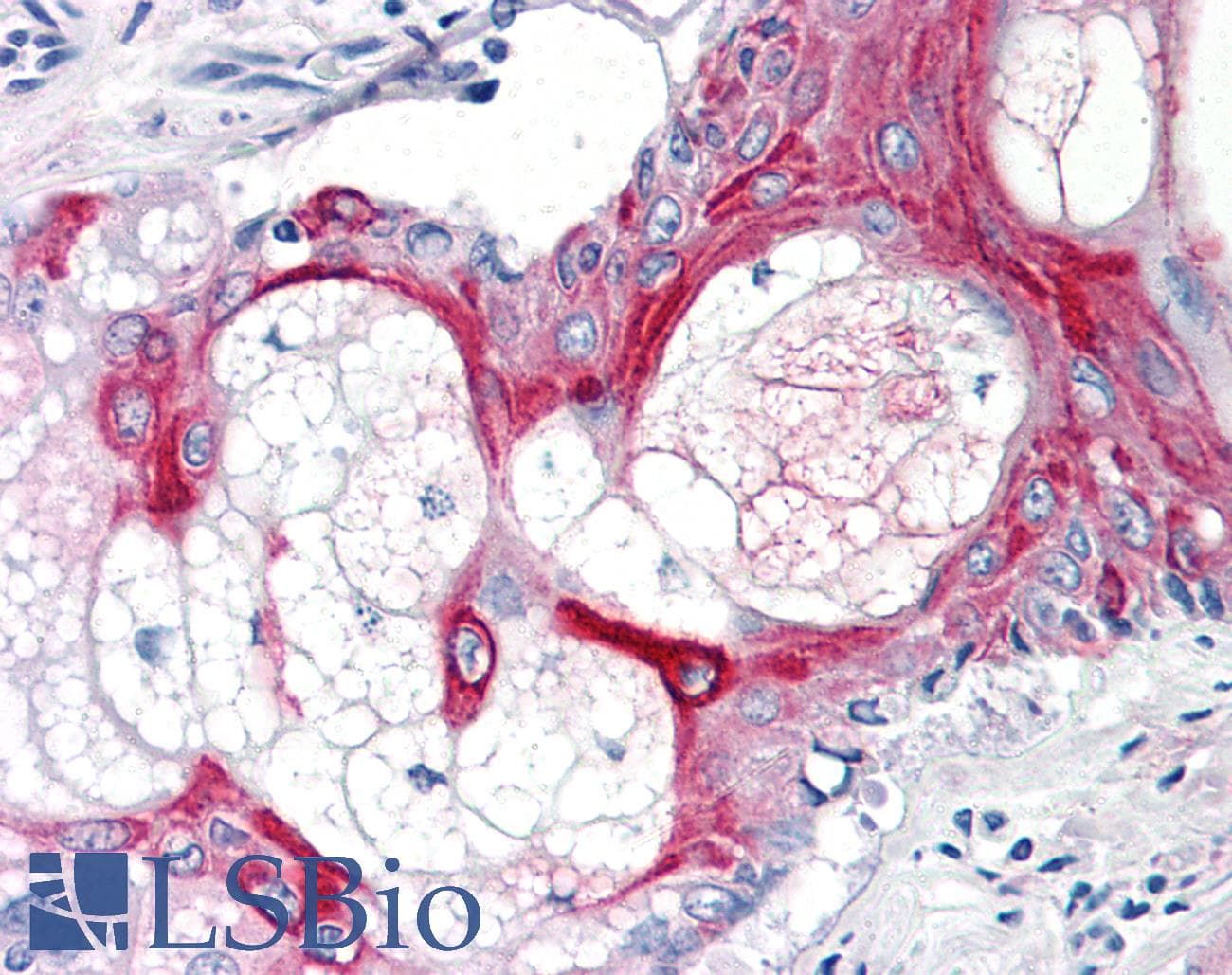 IHC-plus™ CD55 Antibody (clone MEM-118)