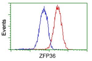 ZFP36 / Tristetraprolin Antibody (clone OTI1H6)