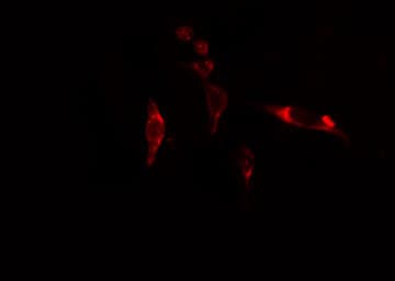 EIF3D Antibody