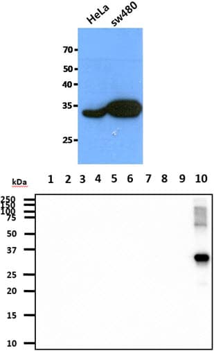 IHC-plus™ Monoclonal Mouse anti-Human CTSZ / Cathepsin Z Antibody (clone AT6G11, IHC, IF, WB)
