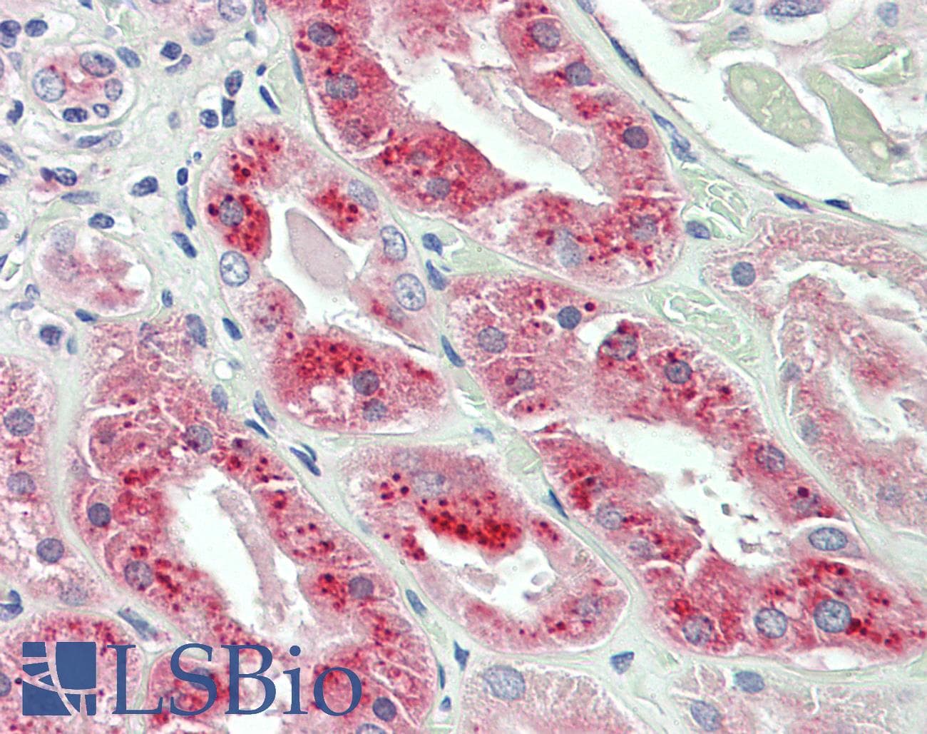 IHC-plus™ FUCA2 Antibody