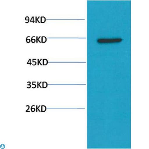 AKT1 Antibody