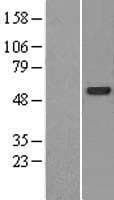 CDK5RAP3 Protein (Over-Expression Lysate Myc-DDK (Flag))
