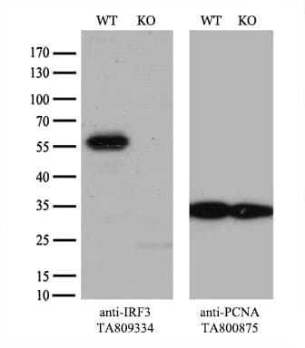 Monoclonal Mouse anti-Human IRF3 Antibody (clone OTI2G6, aa27-169, IF, WB)