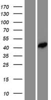 Human FEZ2 Protein (Over-Expression Lysate Myc-DDK (Flag))