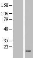 ZG16 Protein (Over-Expression Lysate Myc-DDK (Flag))