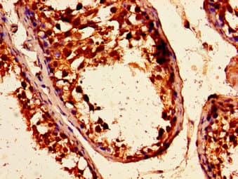 ARHGEF12 Antibody (aa1302-1501)
