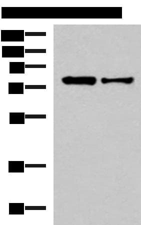Polyclonal Rabbit anti-Human KHSRP / FBP2 Antibody (IHC, WB)